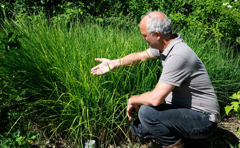 Stad Land Water Klimaat Riet