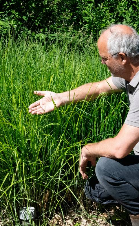 Stad Land Water Klimaat Riet